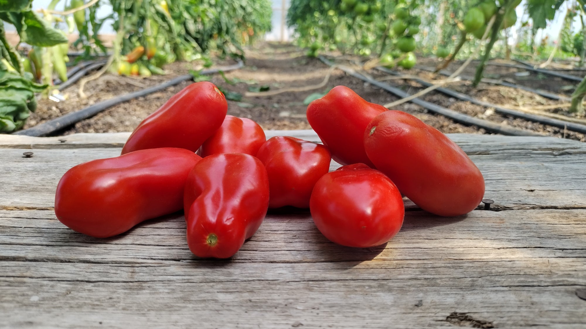 Zach's Paste Tomatoes (/lb)