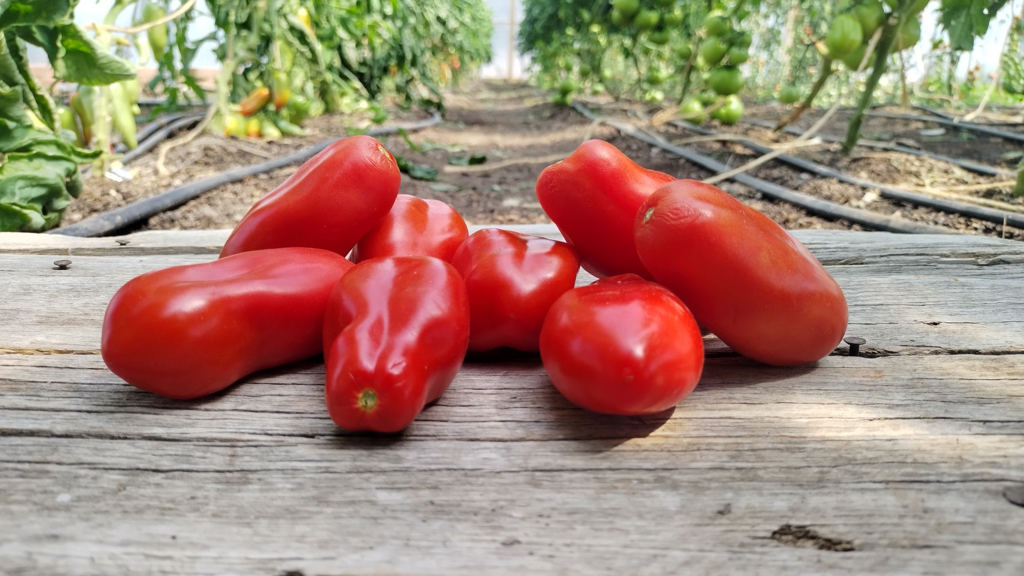 Zach's Paste Tomatoes (/lb)