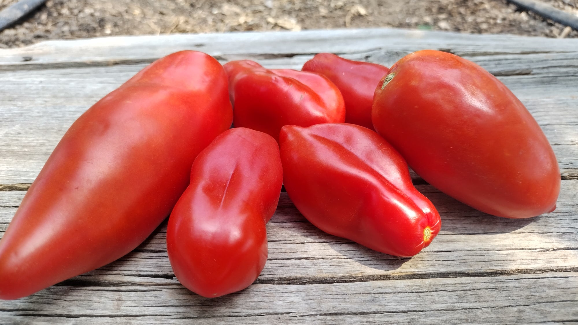 Zach's Paste Tomatoes (/lb)