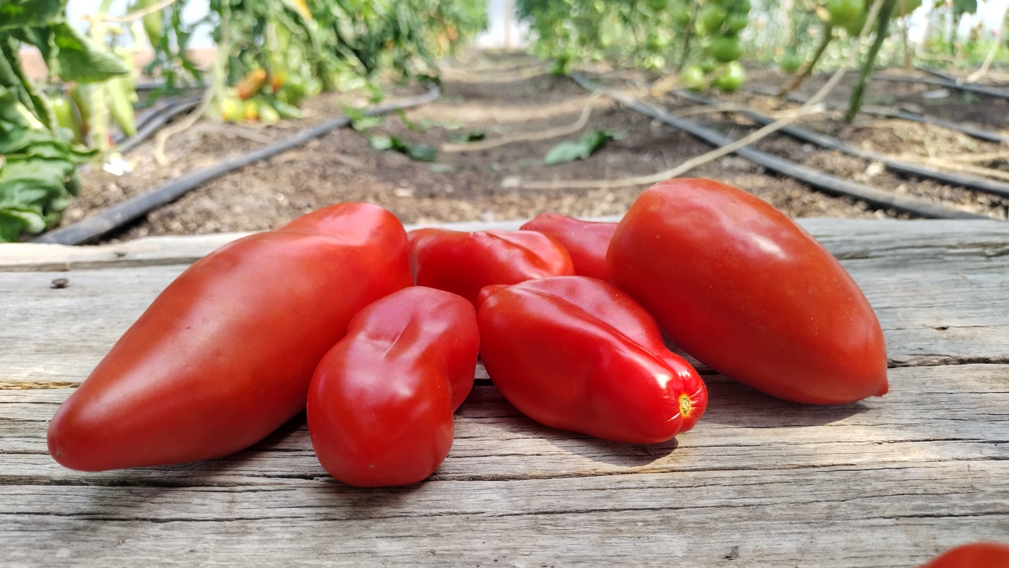 Zach's Paste Tomatoes (/lb)