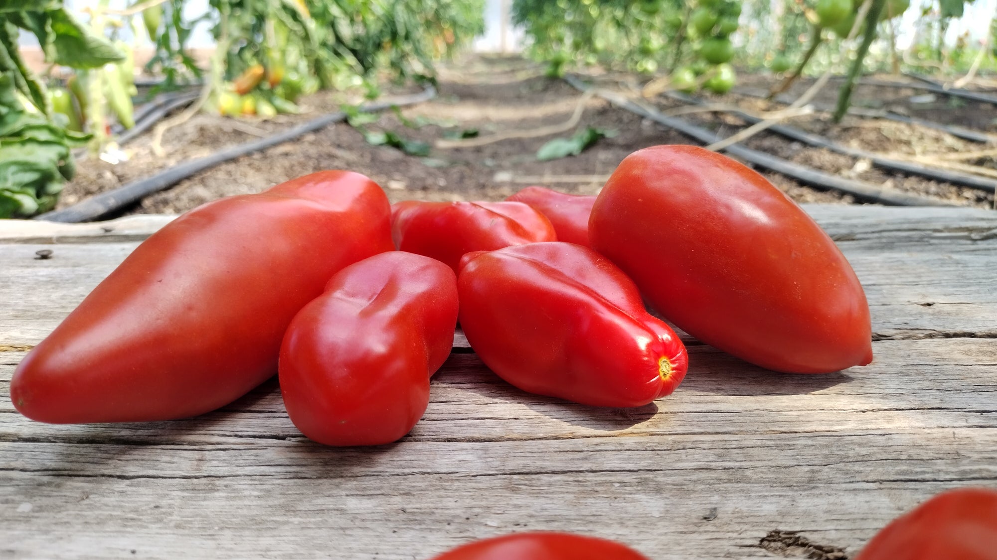 Zach's Paste Tomatoes (/lb)