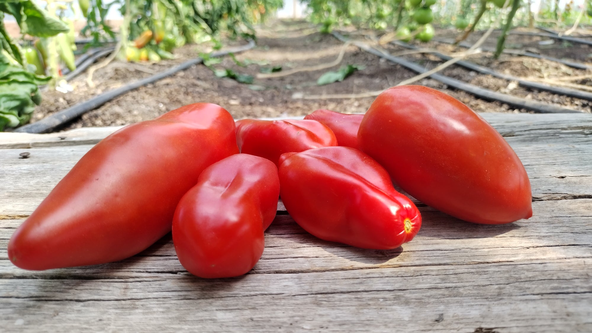 Zach's Paste Tomatoes (/lb)