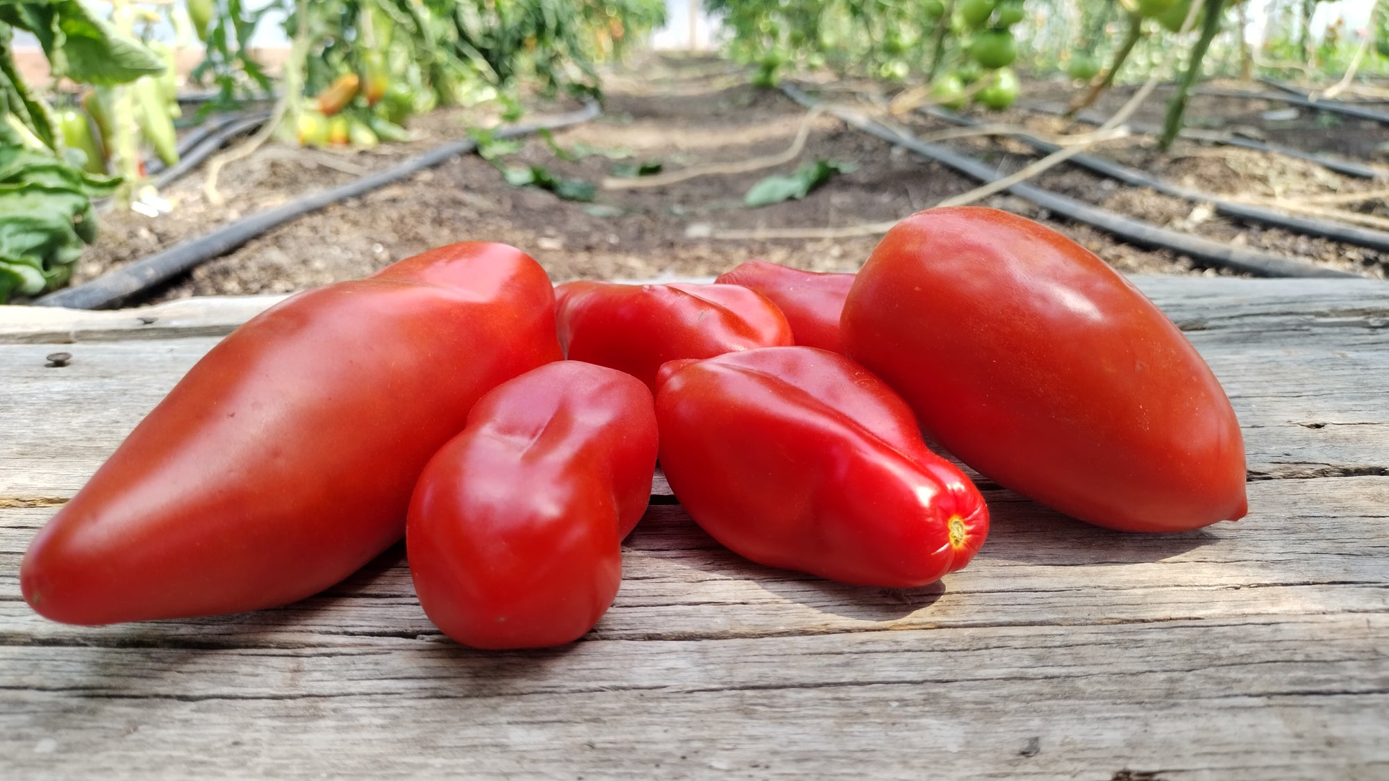 Zach's Paste Tomatoes (/lb)