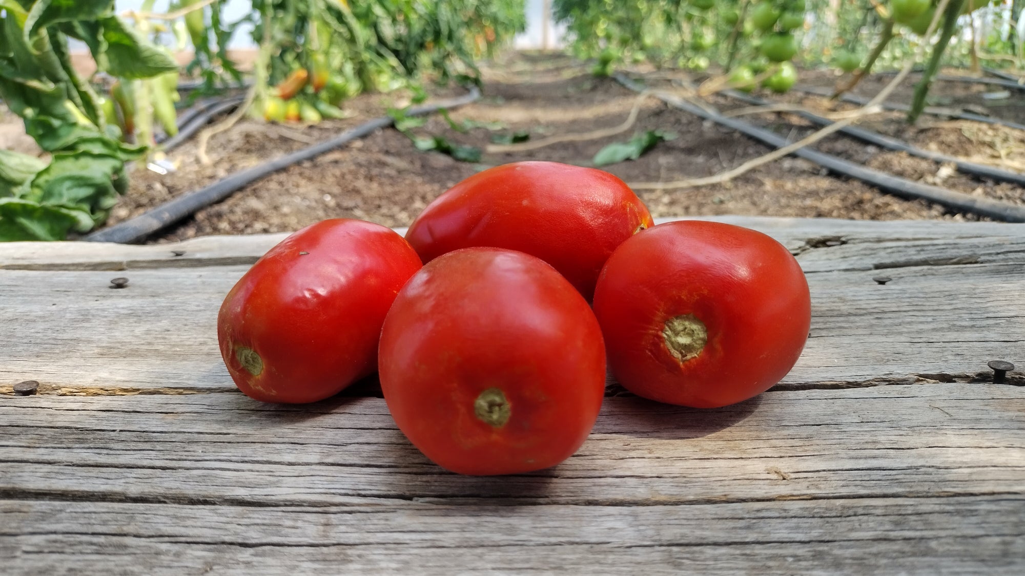 Zach's Paste Tomatoes (/lb)
