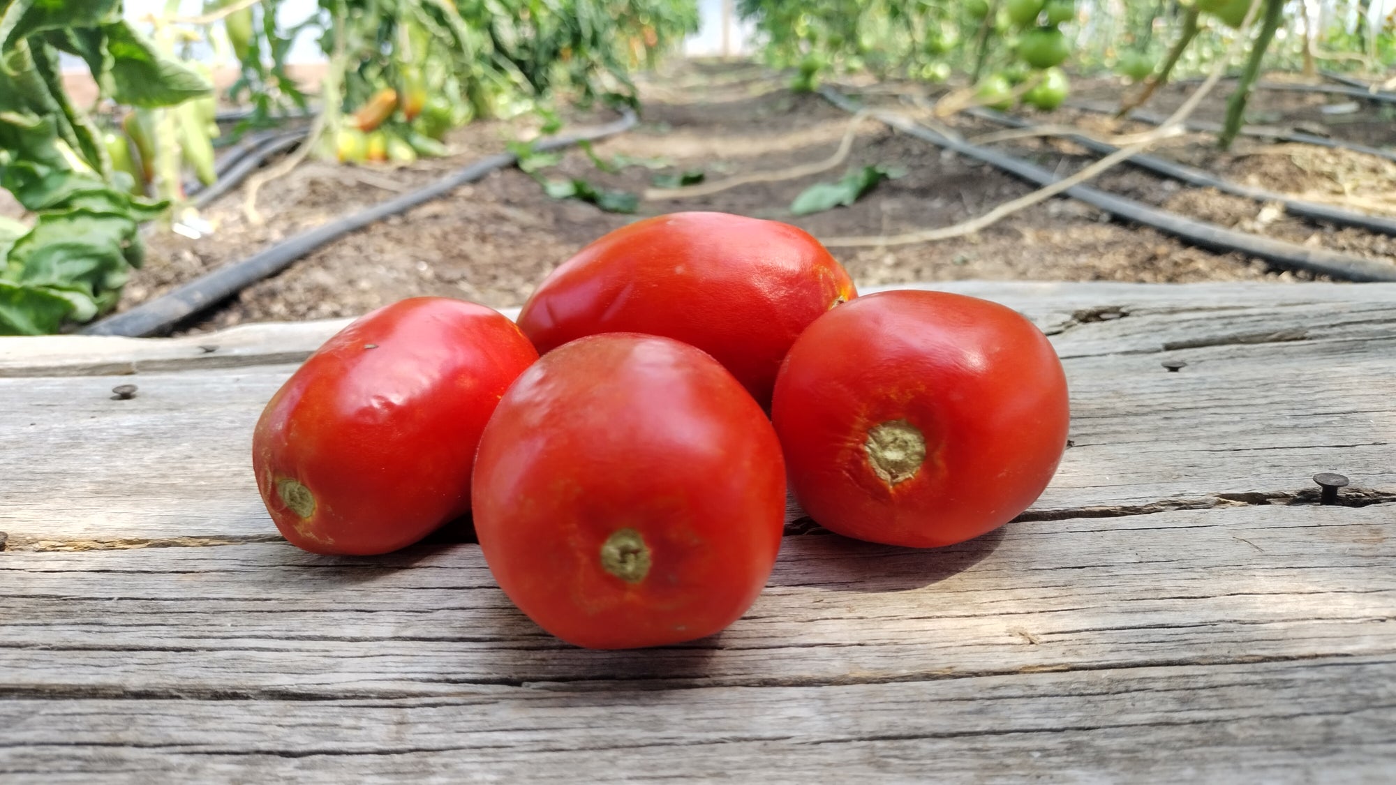 Zach's Paste Tomatoes (/lb)