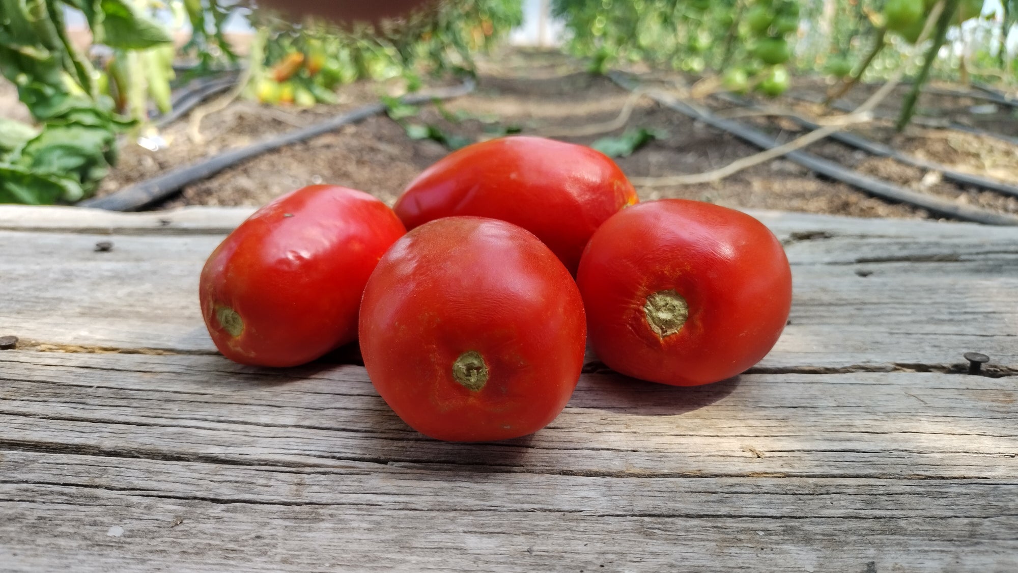 Zach's Paste Tomatoes (/lb)