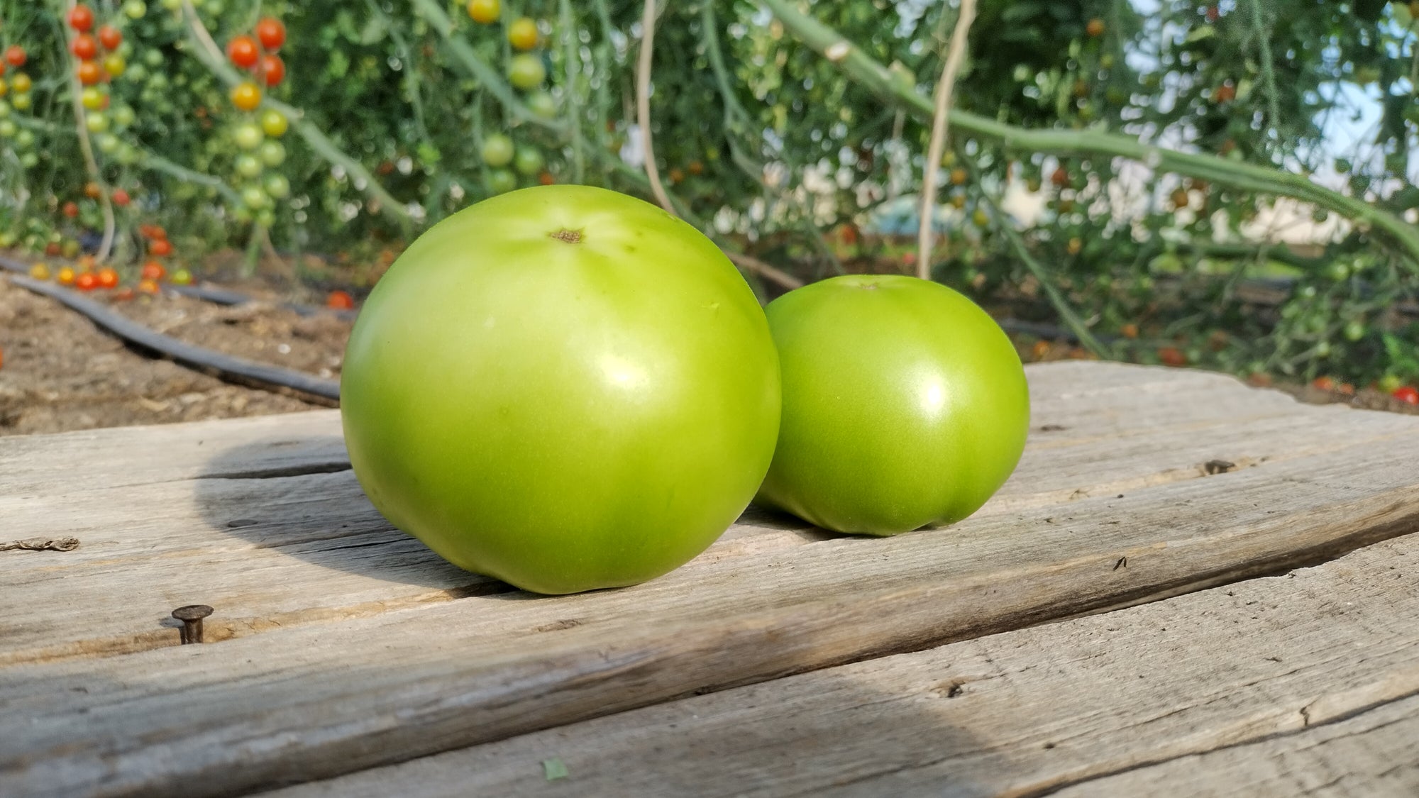 Zach's Green Slicer Tomatoes (/lb)
