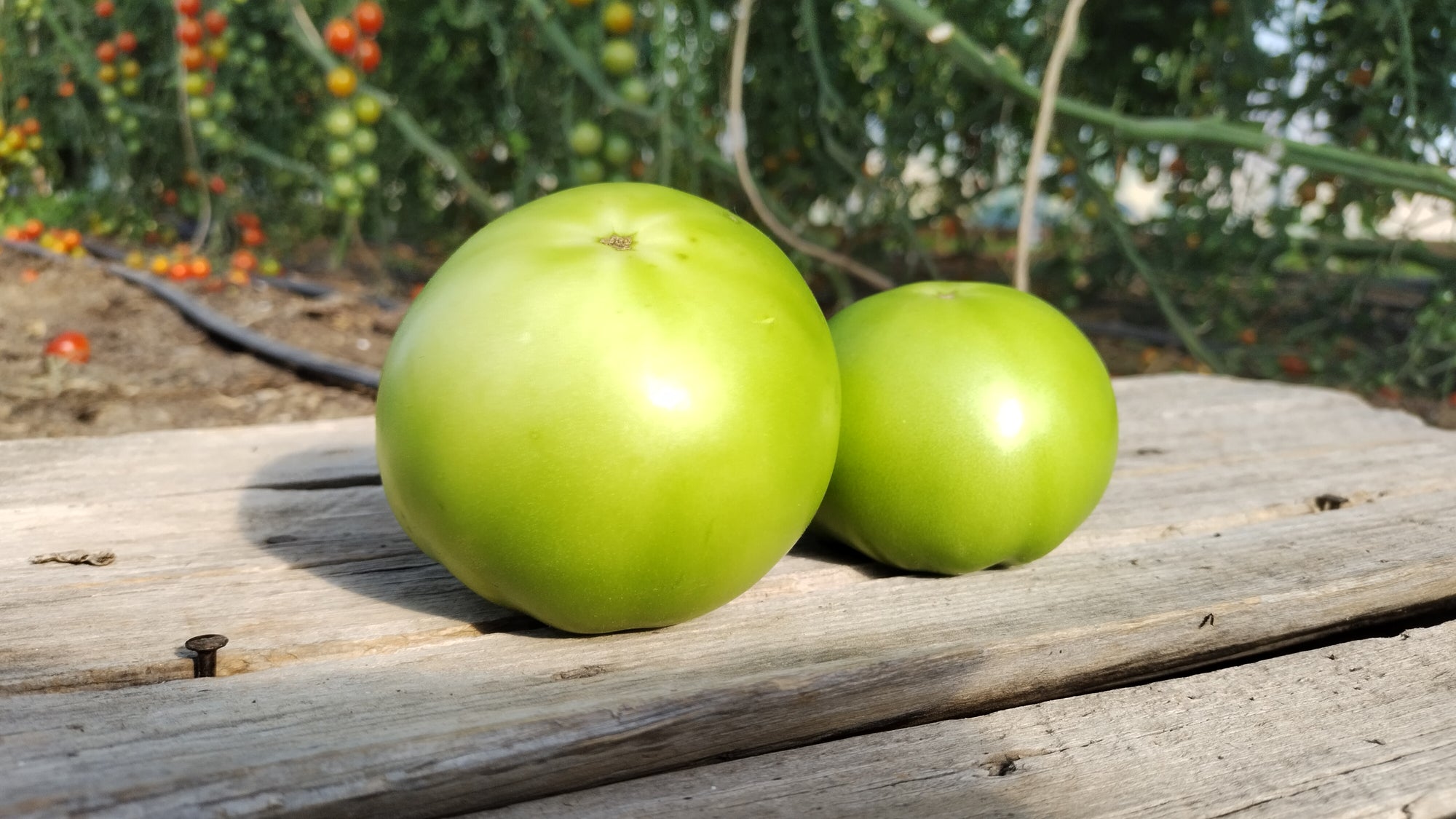 Zach's Green Slicer Tomatoes (/lb)