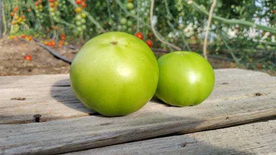 Zach's Green Slicer Tomatoes (/lb)