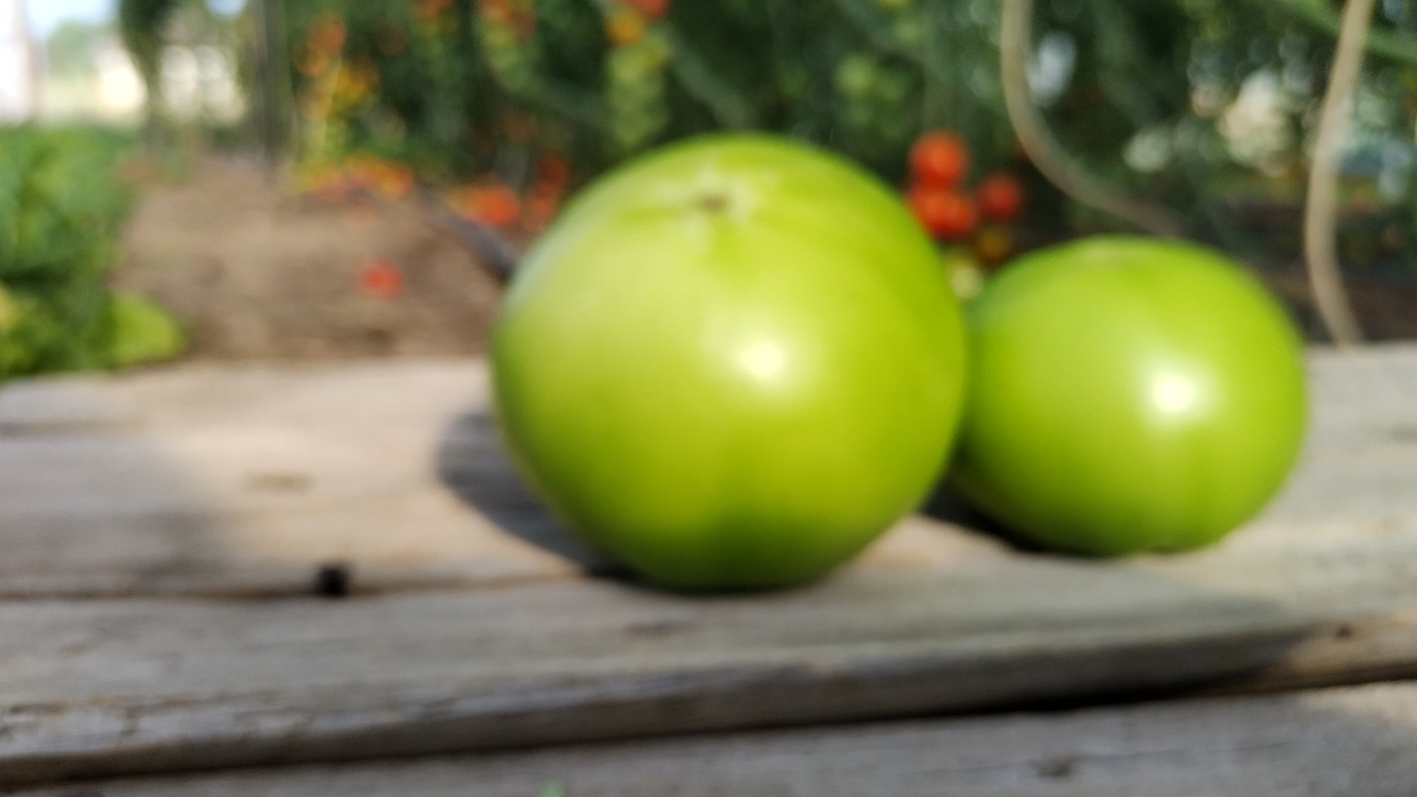 Zach's Green Slicer Tomatoes (/lb)