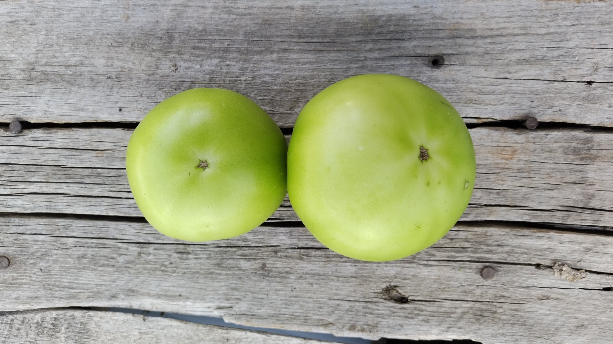Zach's Green Slicer Tomatoes (/lb)