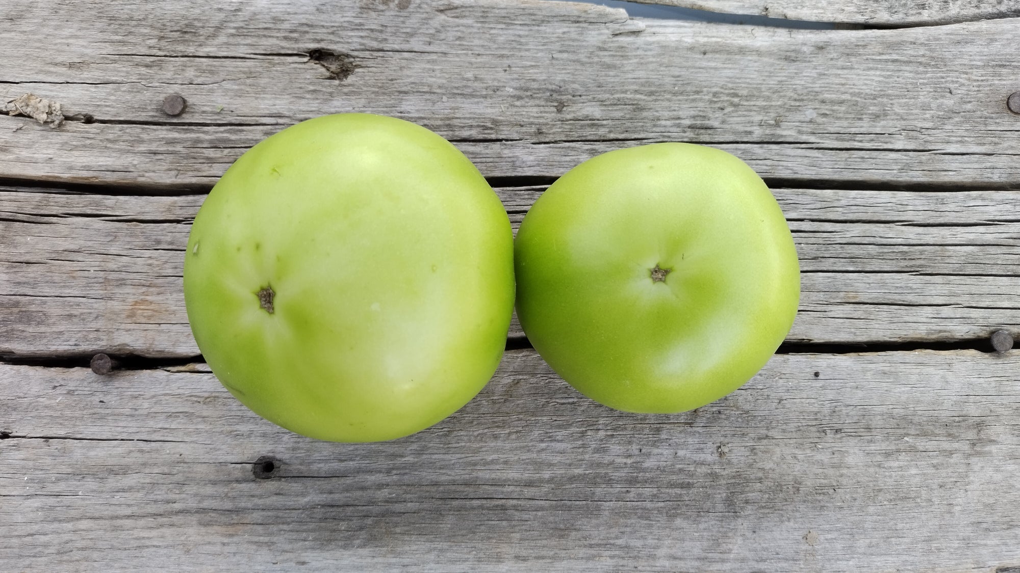 Zach's Green Slicer Tomatoes (/lb)
