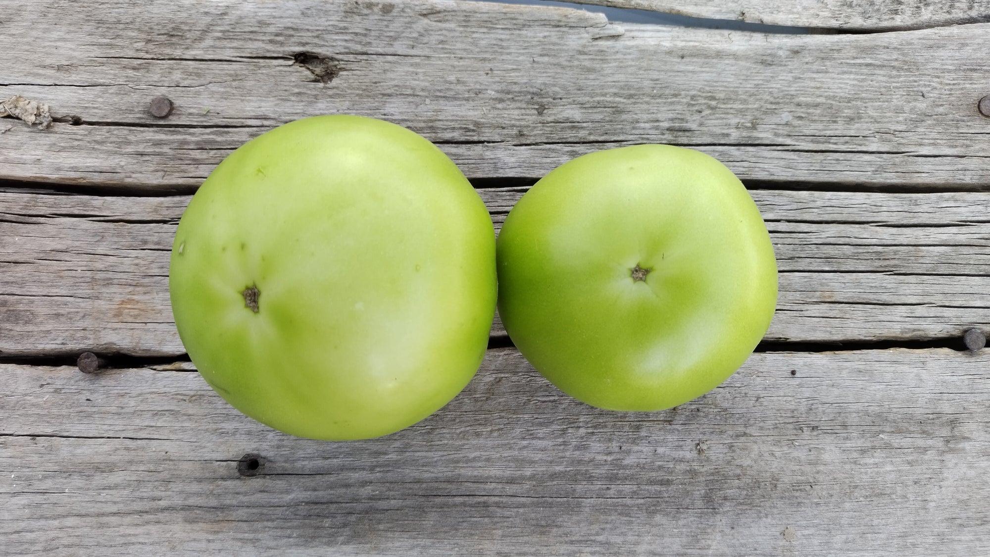 Zach's Green Slicer Tomatoes (/lb)