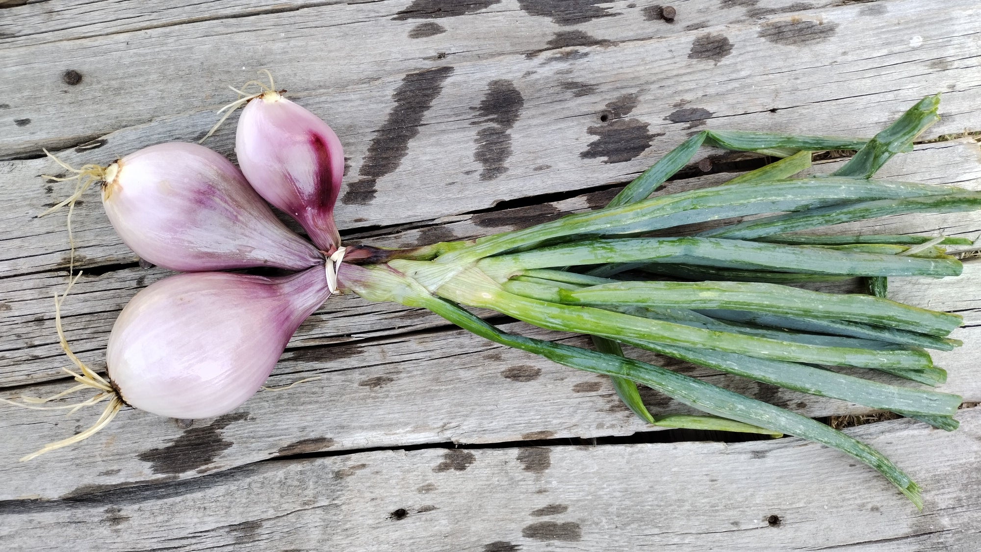 Zach's Shallots (/pint)
