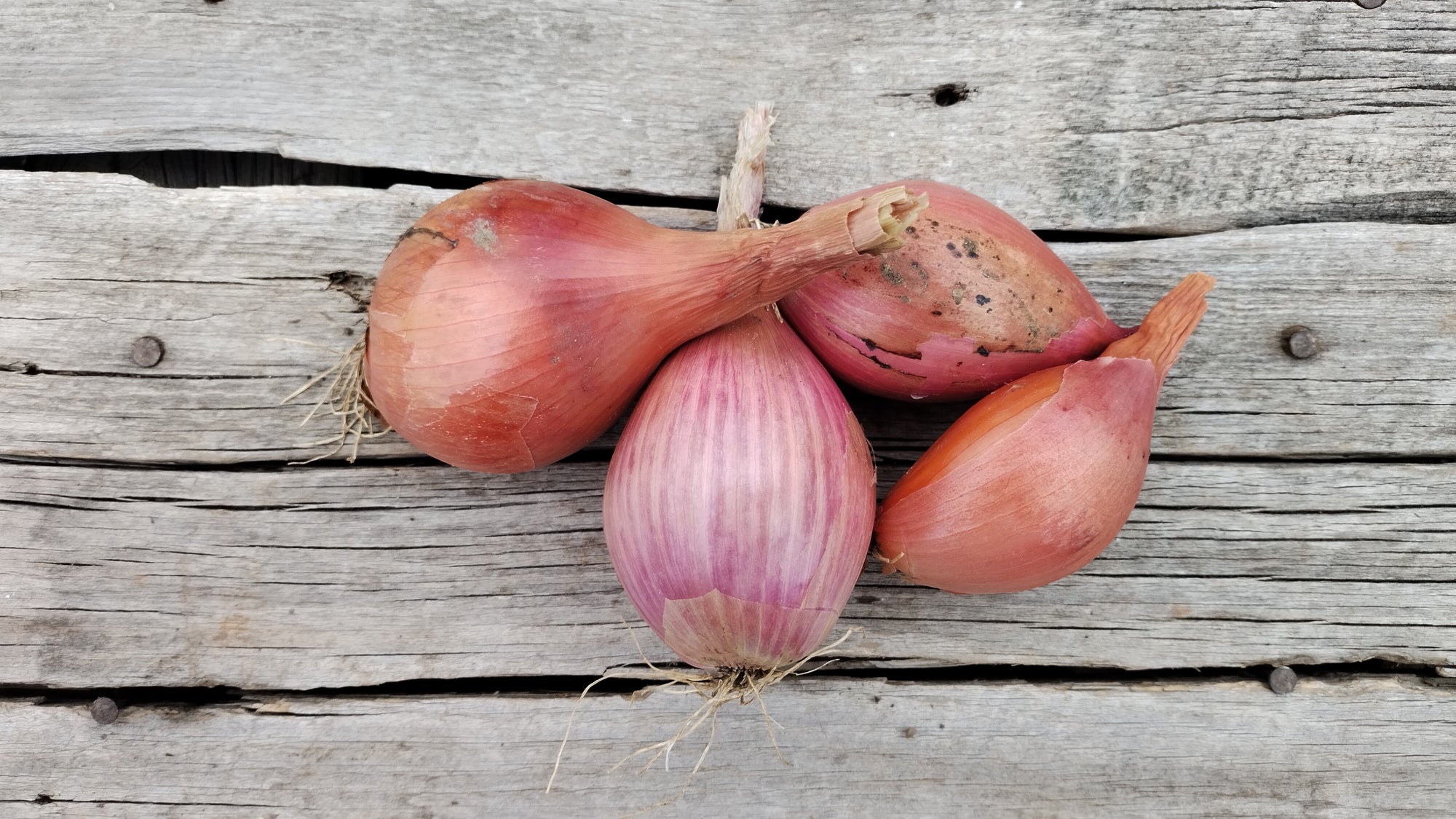 Zach's Shallots (/pint)