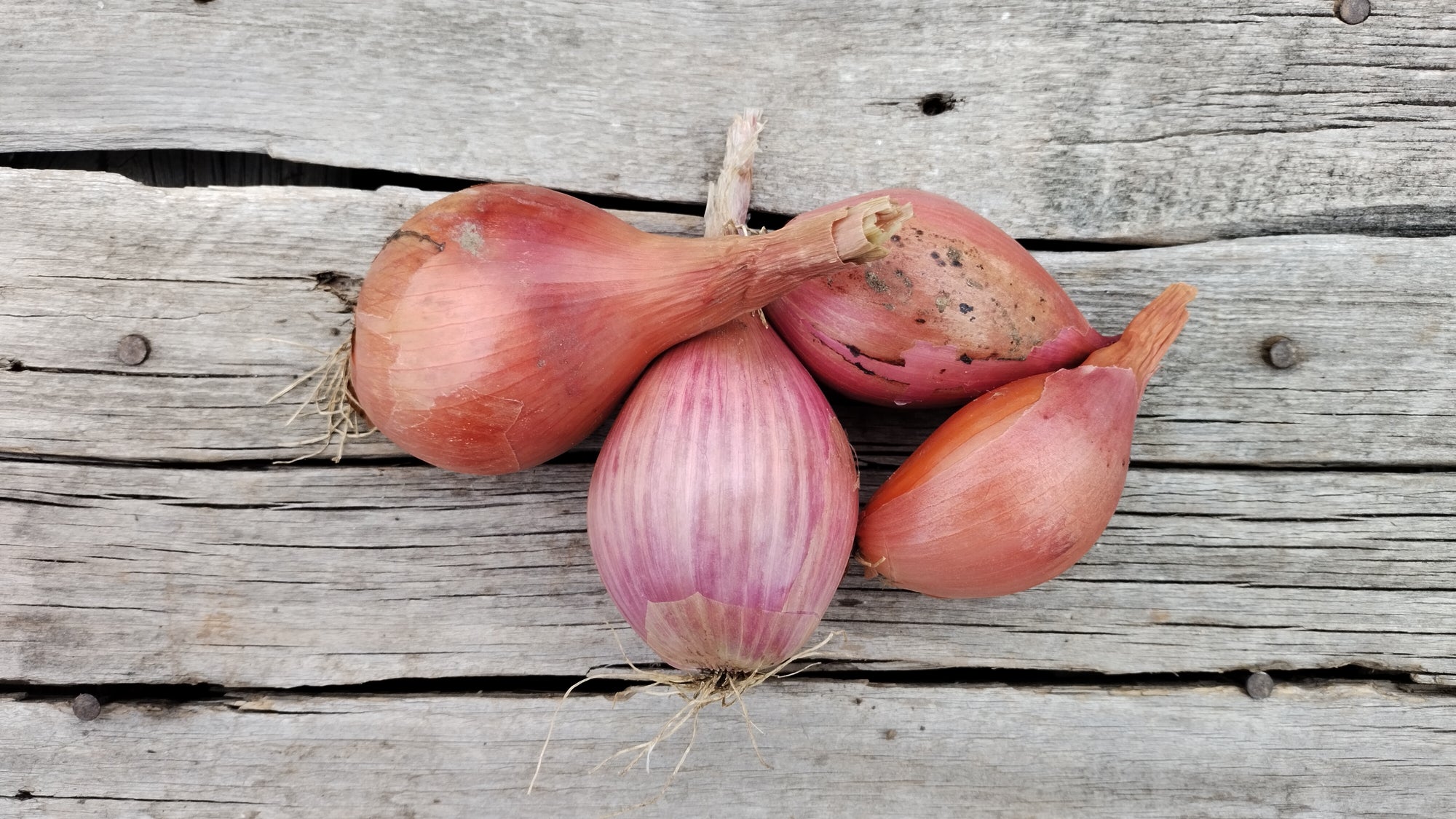 Zach's Shallots (/pint)