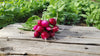 Zach's Red Radishes (/bunch)