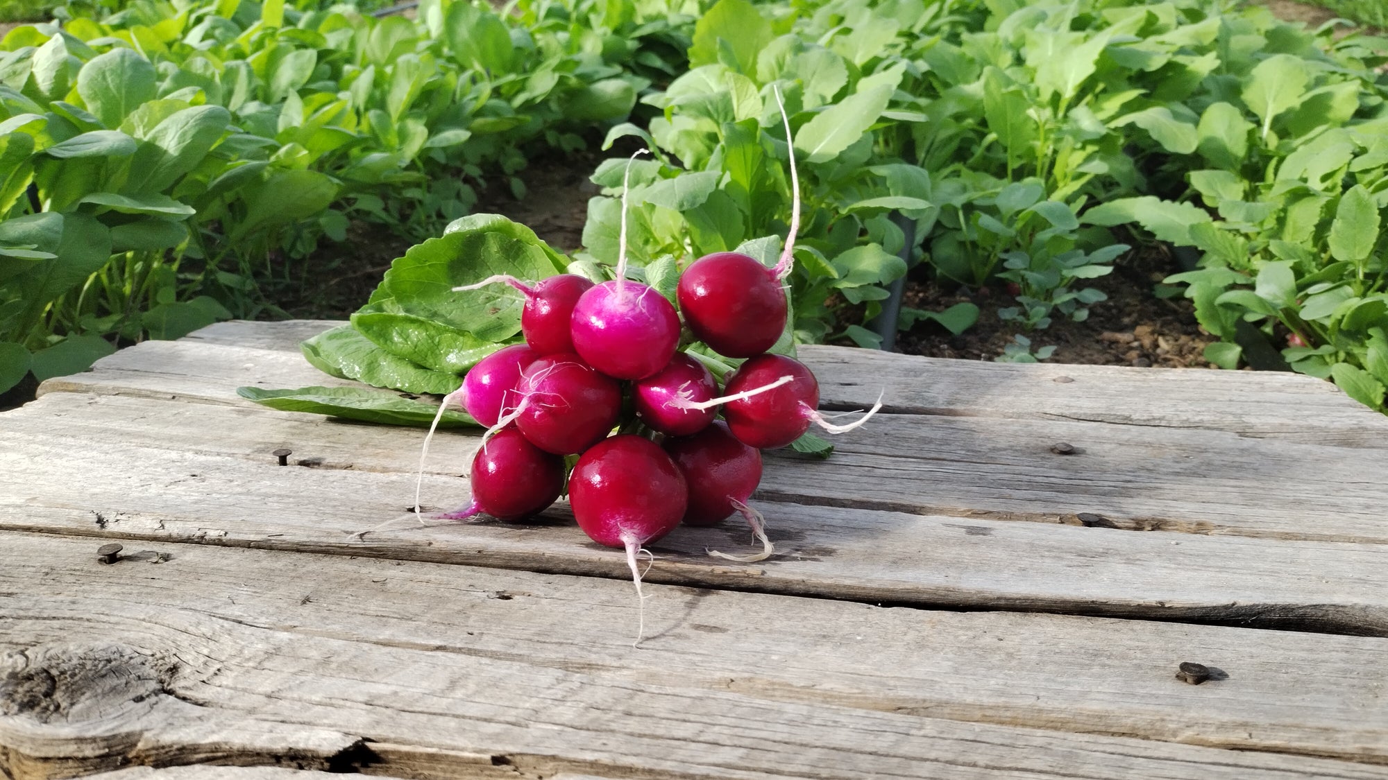 Zach's Red Radishes (/bunch)