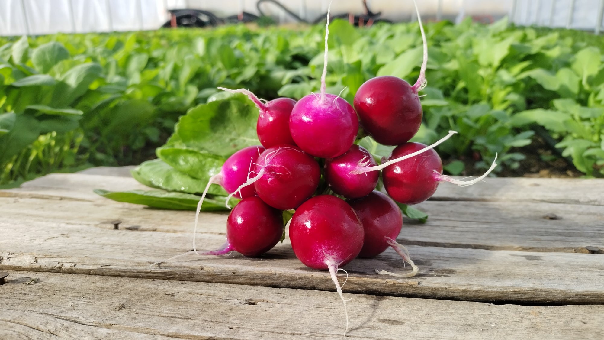 Zach's Red Radishes (/bunch)