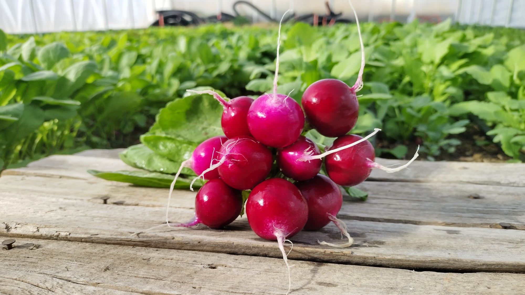 Zach's Red Radishes (/bunch)