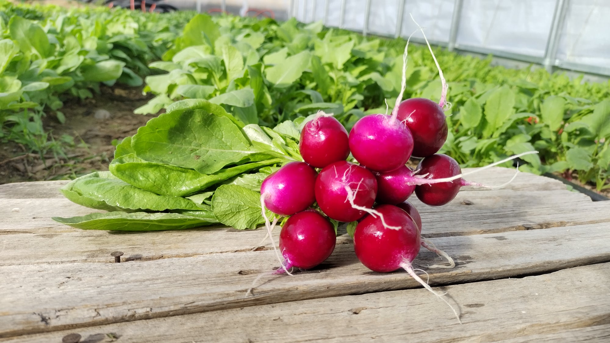 Zach's Red Radishes (/bunch)