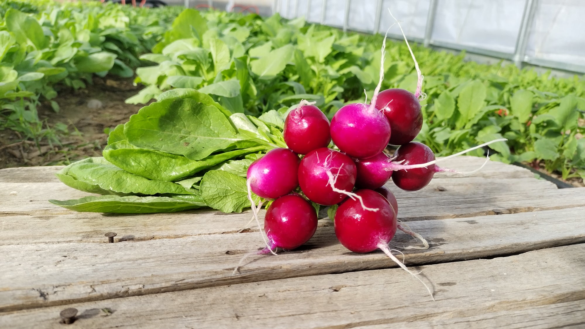 Zach's Red Radishes (/bunch)