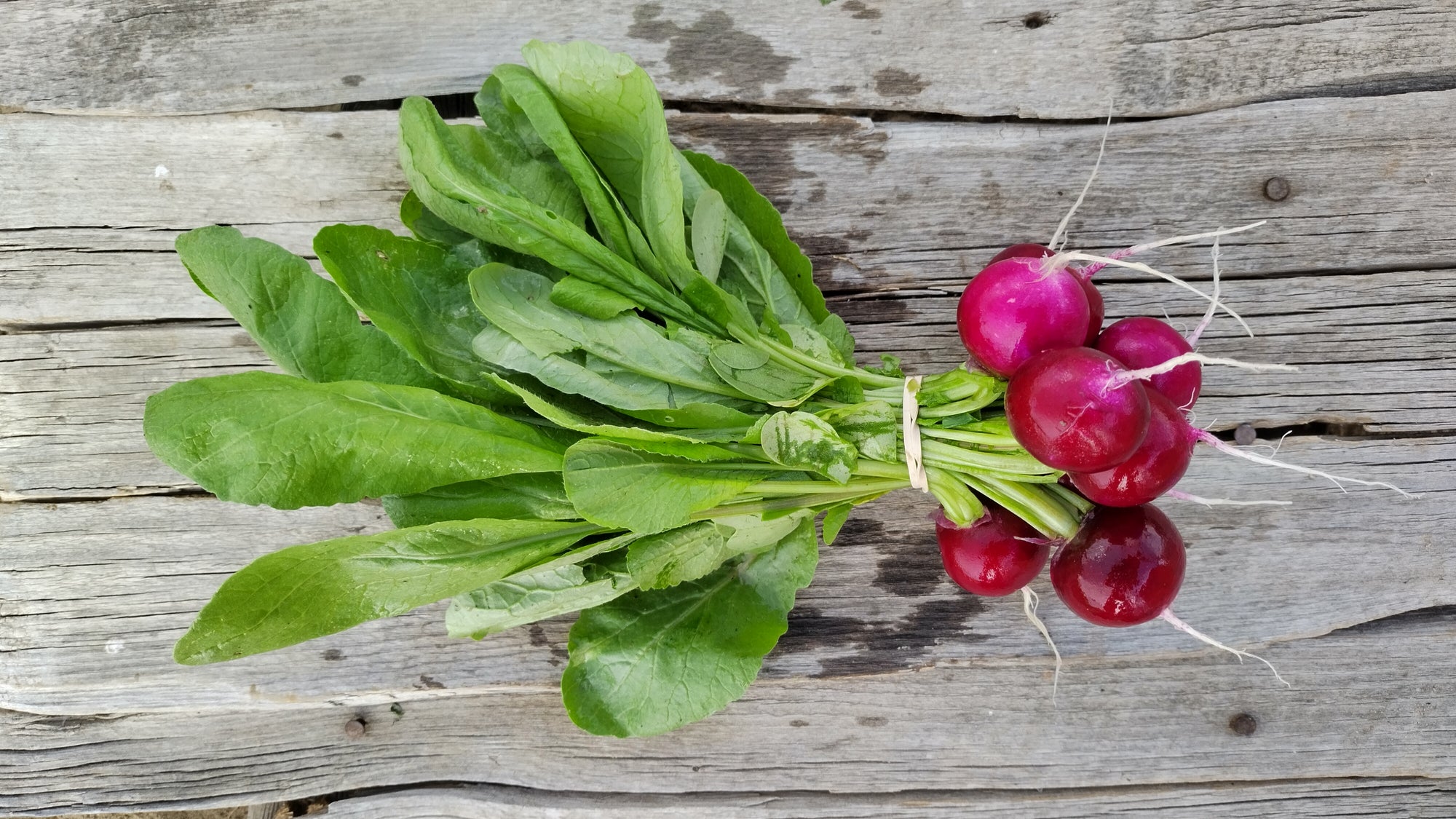 Zach's Red Radishes (/bunch)