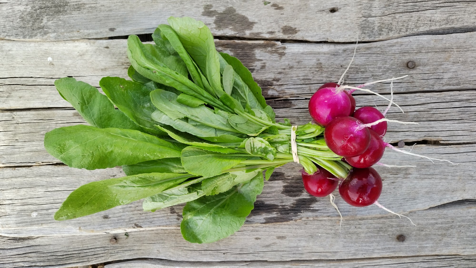 Zach's Red Radishes (/bunch)