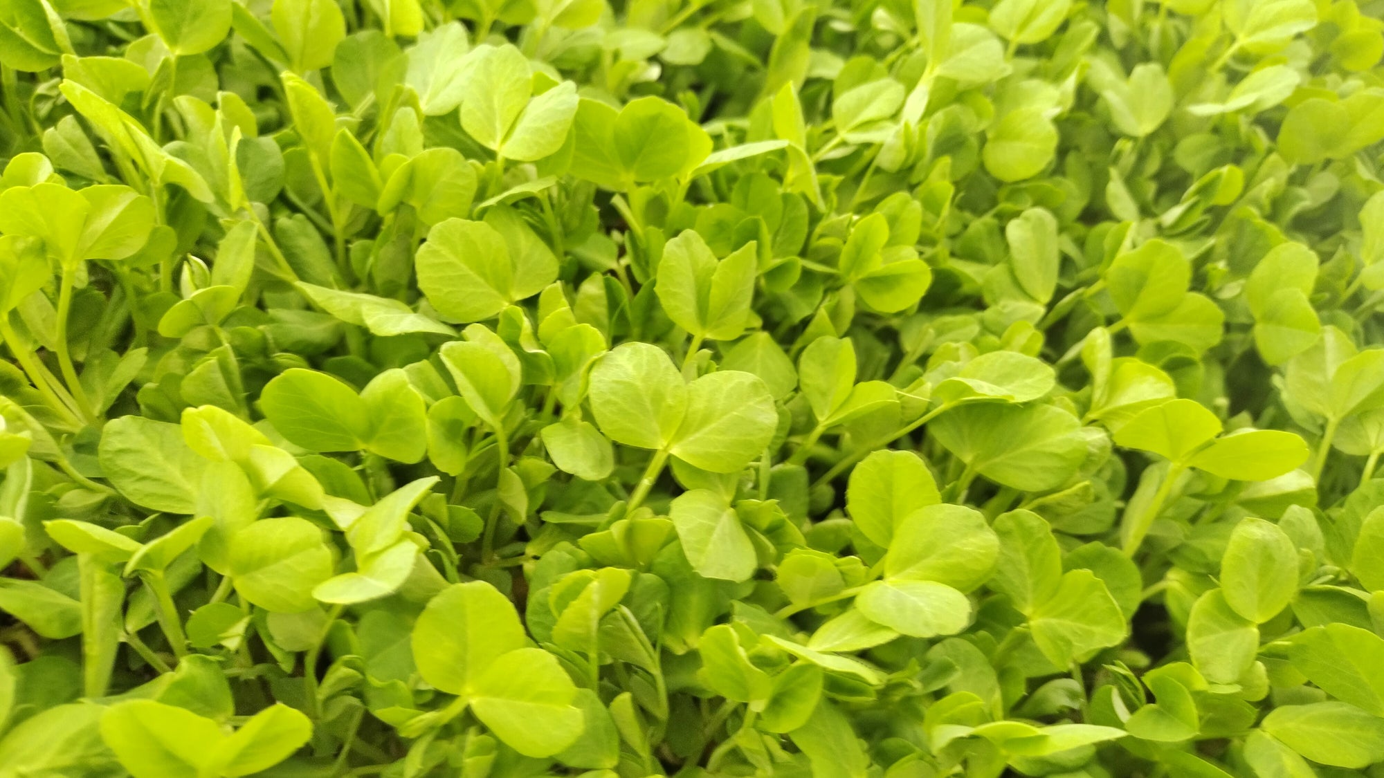 Zach's Micro Pea Shoots (/5oz)