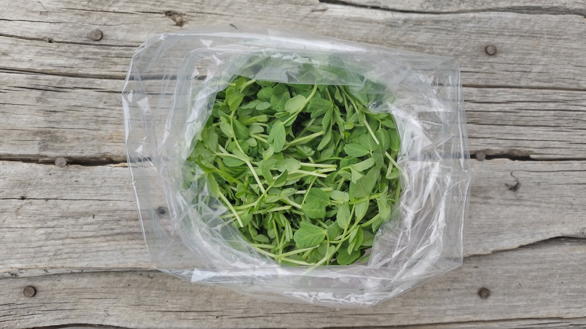 Zach's Micro Pea Shoots (/5oz)