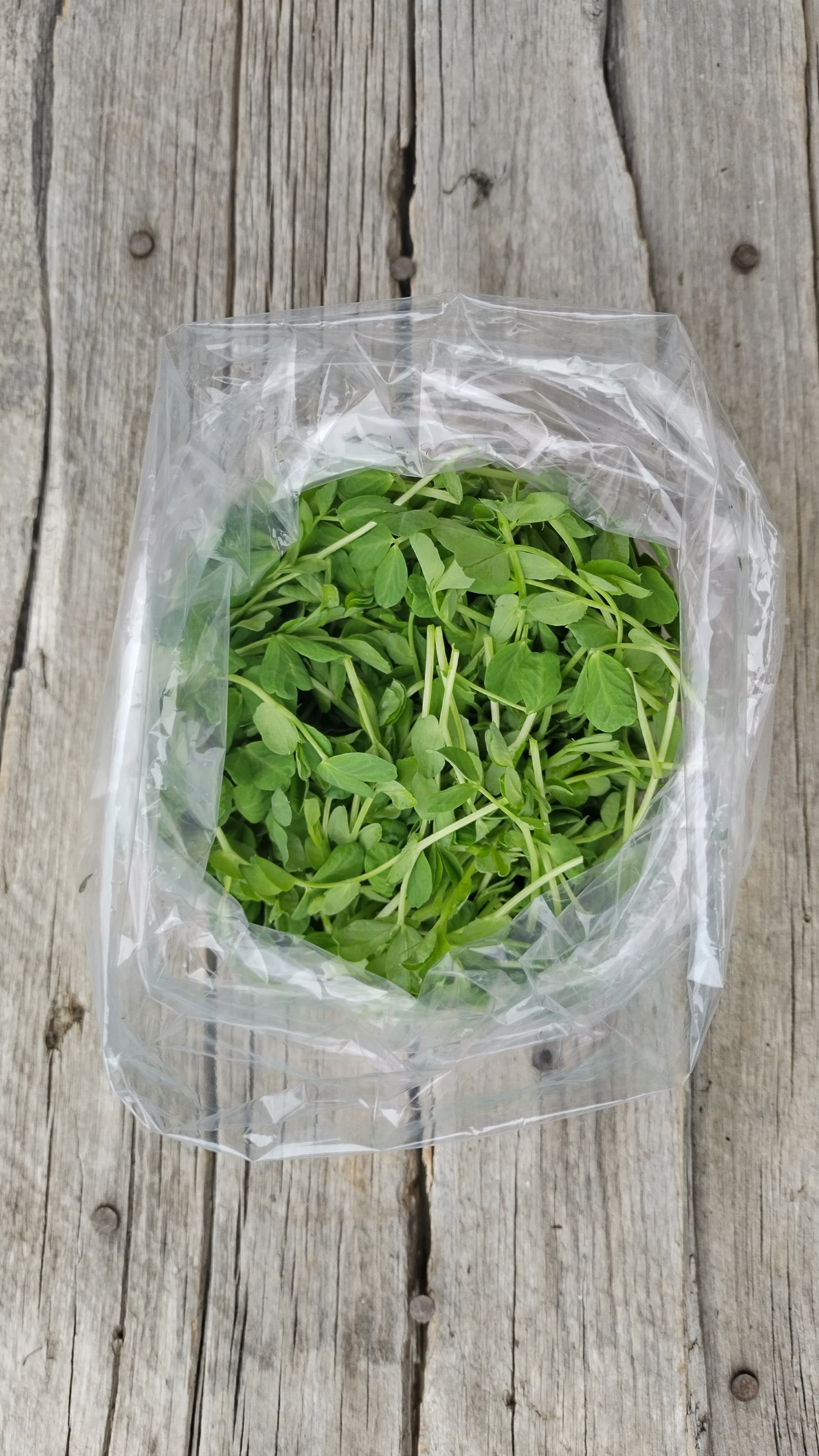 Zach's Micro Pea Shoots (/3oz) - FarmTableWest