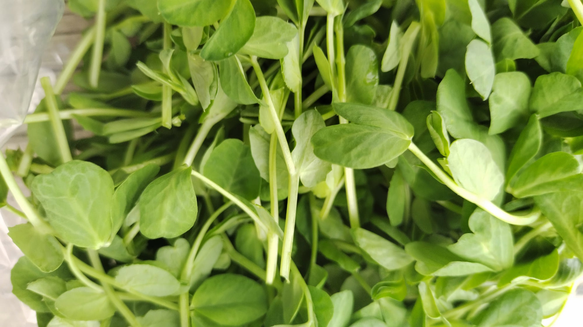 Zach's Micro Pea Shoots (/3oz) - FarmTableWest