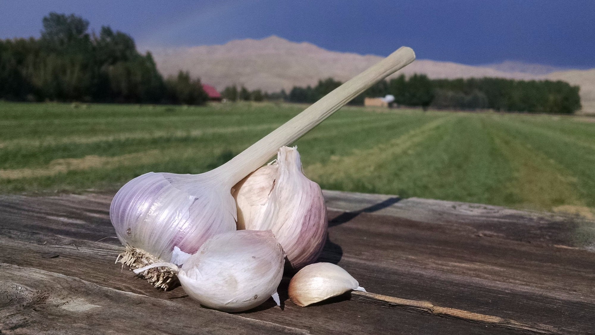 Music Garlic (/head)